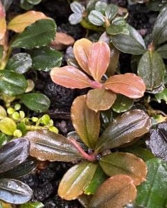 Bucephalandra melon 10x10CM