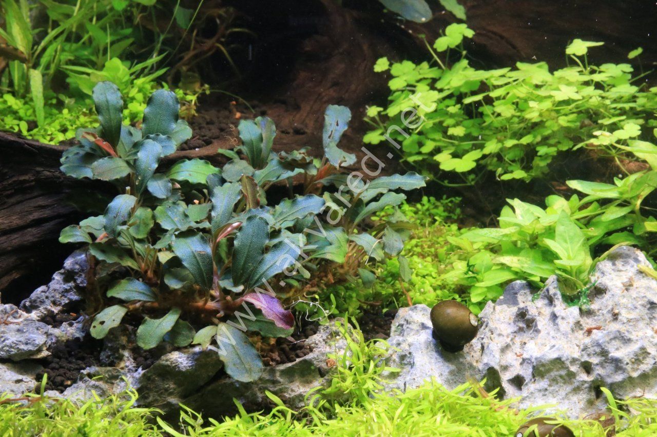 Bucephalandra kedagang mini round 10x10cm PORSİYON