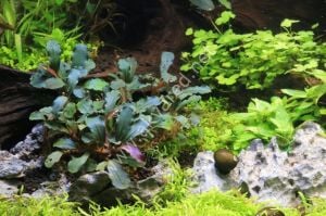 Bucephalandra kedagang mini round 10x10cm PORSİYON