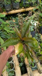 Melasoma sp sumatra ADET ITHAL