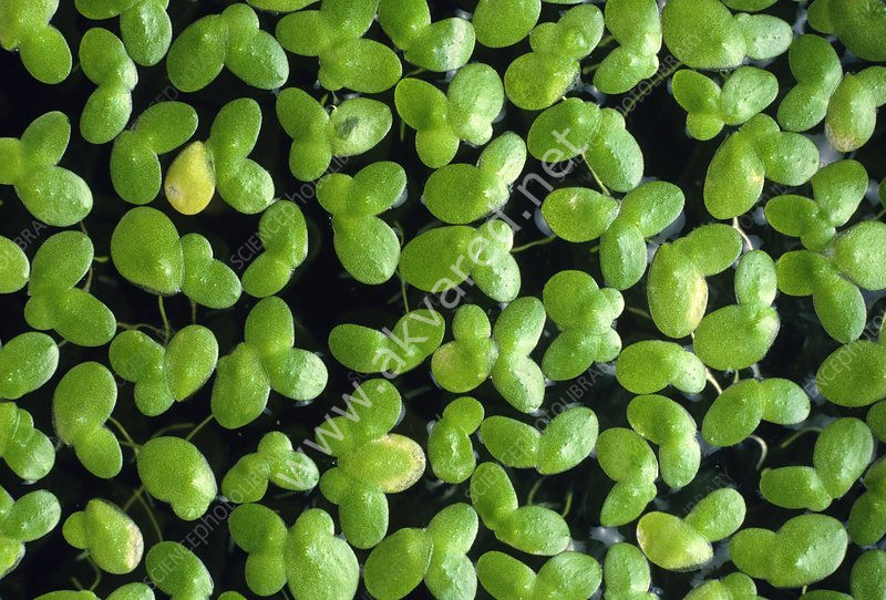 Lemna minor / Su Mercimeği 50 cc 