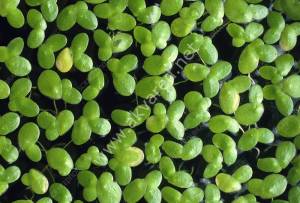 Lemna minor / Su Mercimeği 50 cc PORSİYON