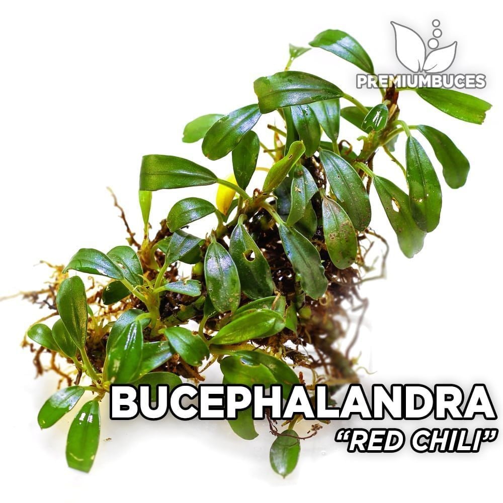 Bucephalandra red chilli ADET