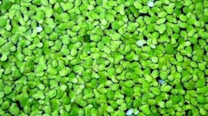 Lemna minor / Su Mercimeği 50 cc PORSİYON