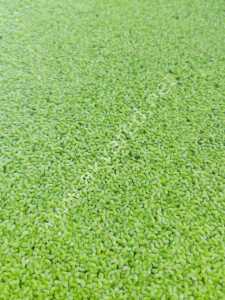 Lemna minor / Su Mercimeği 50 cc PORSİYON