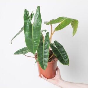 Philodendron billietiae