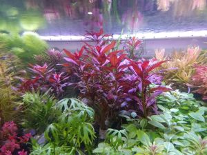 Ludwigia peruensis IN VITRO JAR (KAVANOZ)