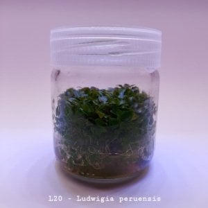 Ludwigia peruensis IN VITRO JAR (KAVANOZ)