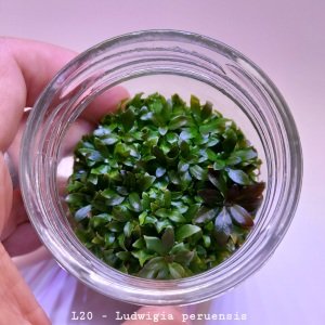 Ludwigia peruensis IN VITRO JAR (KAVANOZ)