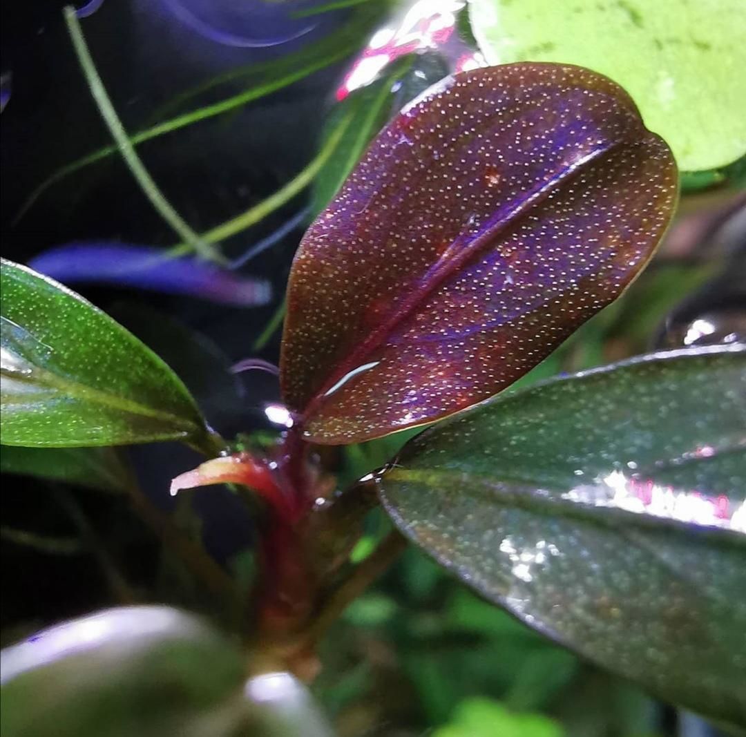 Bucephalandra purple rain ADET