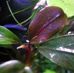 Bucephalandra purple rain ADET