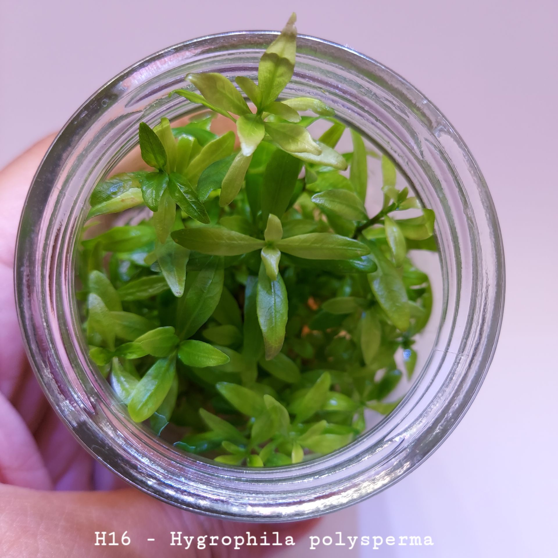 Hygrophila polysperma (Zeytin) IN VITRO JAR (KAVANOZ)
