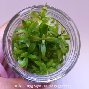 Hygrophila polysperma (Zeytin) IN VITRO JAR (KAVANOZ)