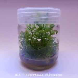 Hygrophila polysperma (Zeytin) IN VITRO JAR (KAVANOZ)
