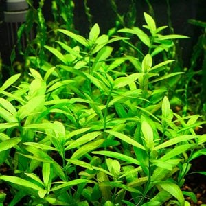 Hygrophila polysperma (Zeytin) IN VITRO JAR (KAVANOZ)