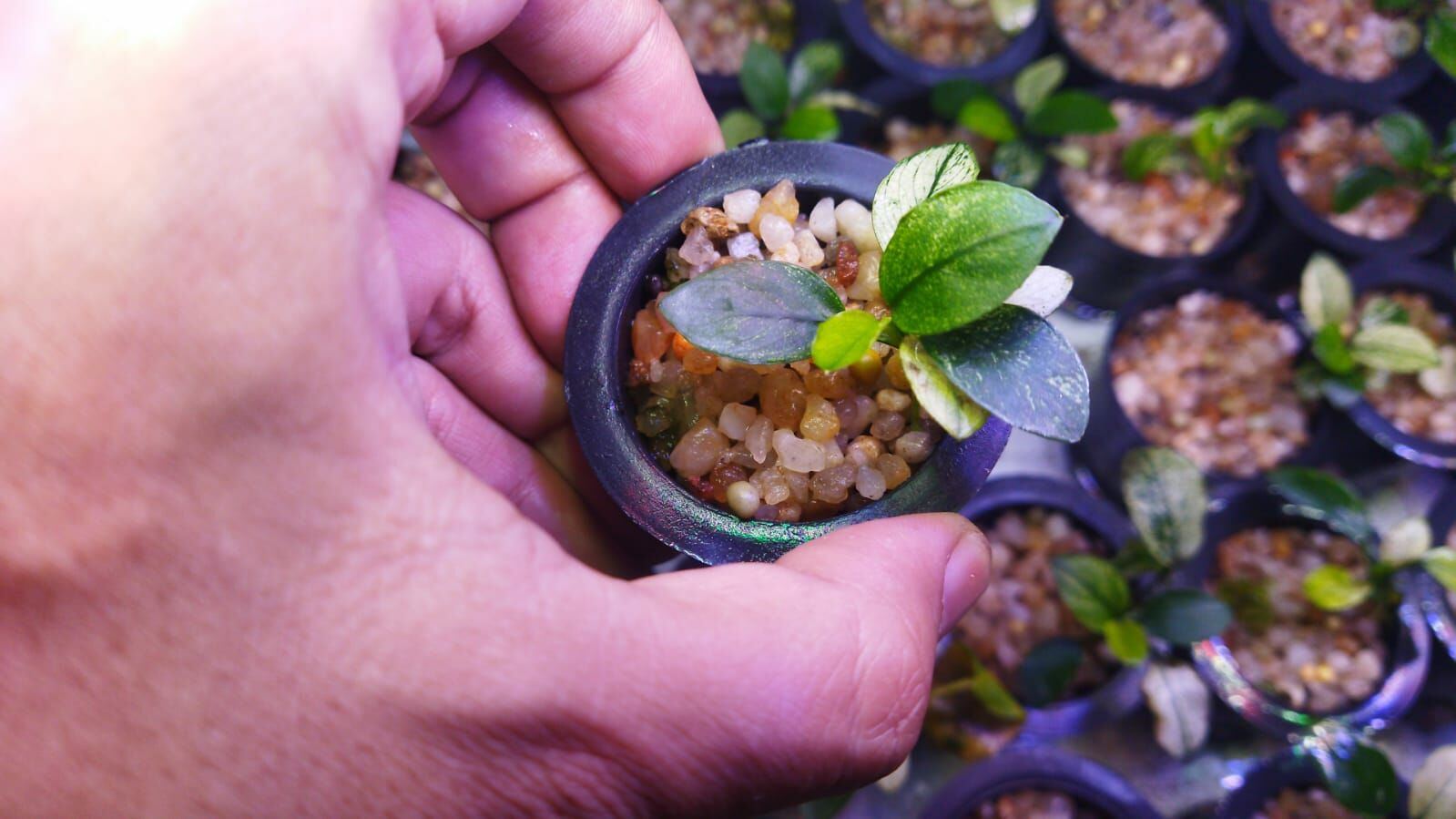 Anubias nana pinto mini leaf ADET - ÖN SİPARİŞ