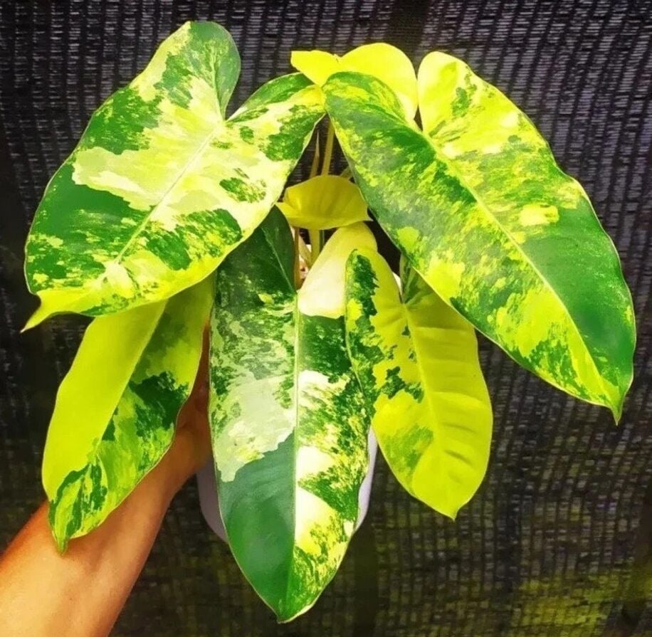 Philodendron burle marx variegated