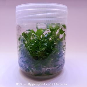 Hygrophila difformis (Çınar) IN VITRO JAR (KAVANOZ)