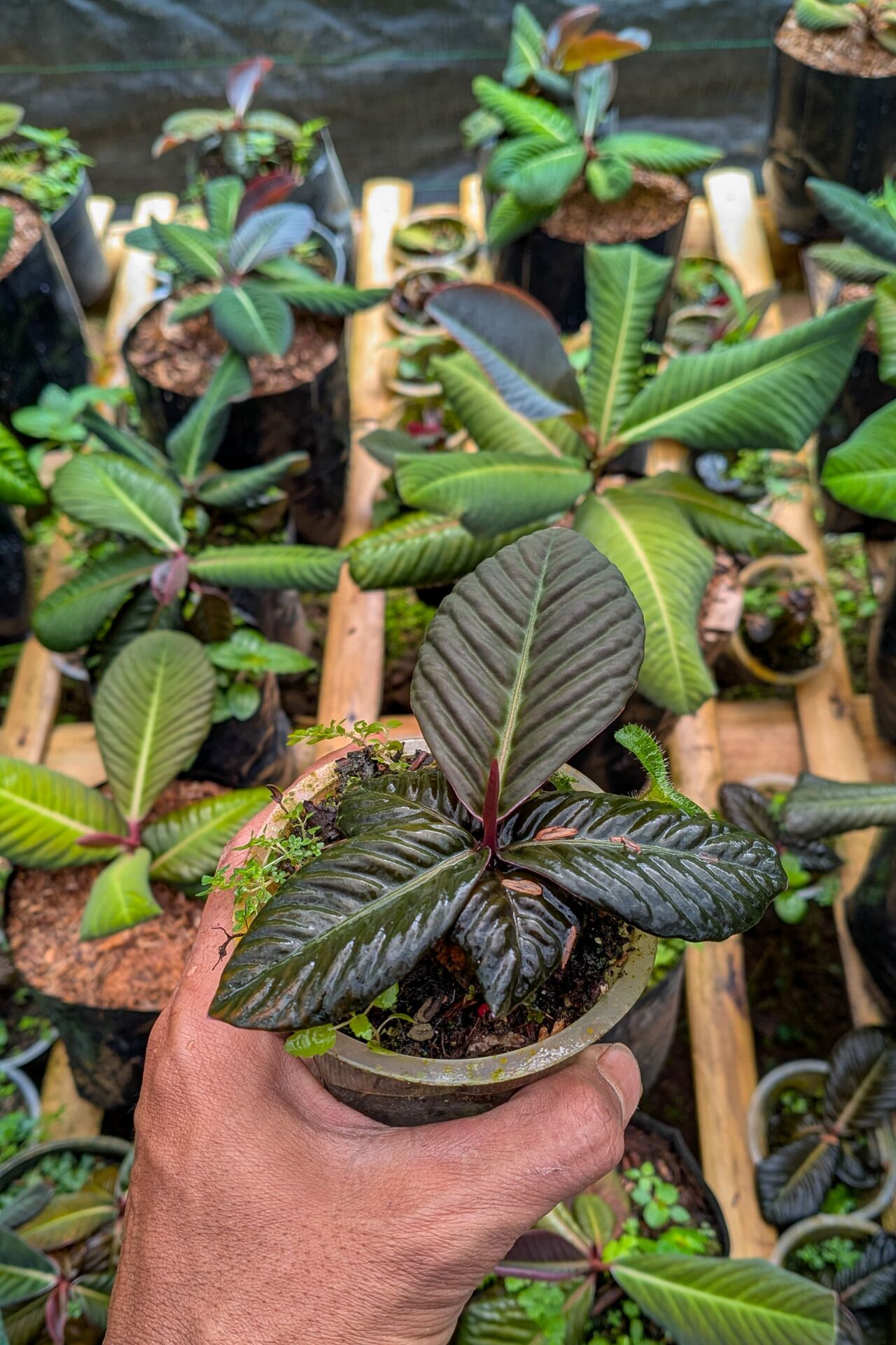 Labisia dark jangkang ADET ÖN SİPARİŞ