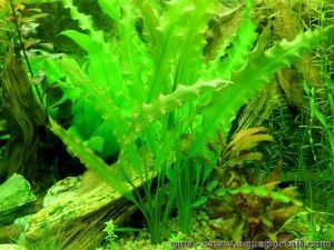 Aponogeton undulatus ADET