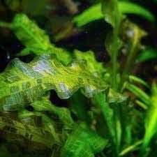 Aponogeton undulatus ADET