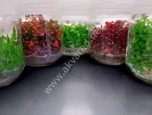 Karışık KOLAY Bitki Paketi 25 Adet IN VITRO CUP