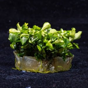 Bucephalandra green wavy IN VITRO JAR