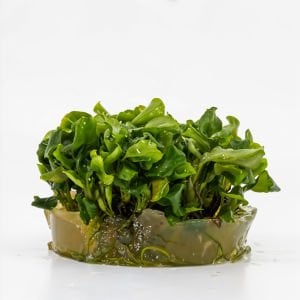 Bucephalandra green wavy IN VITRO JAR
