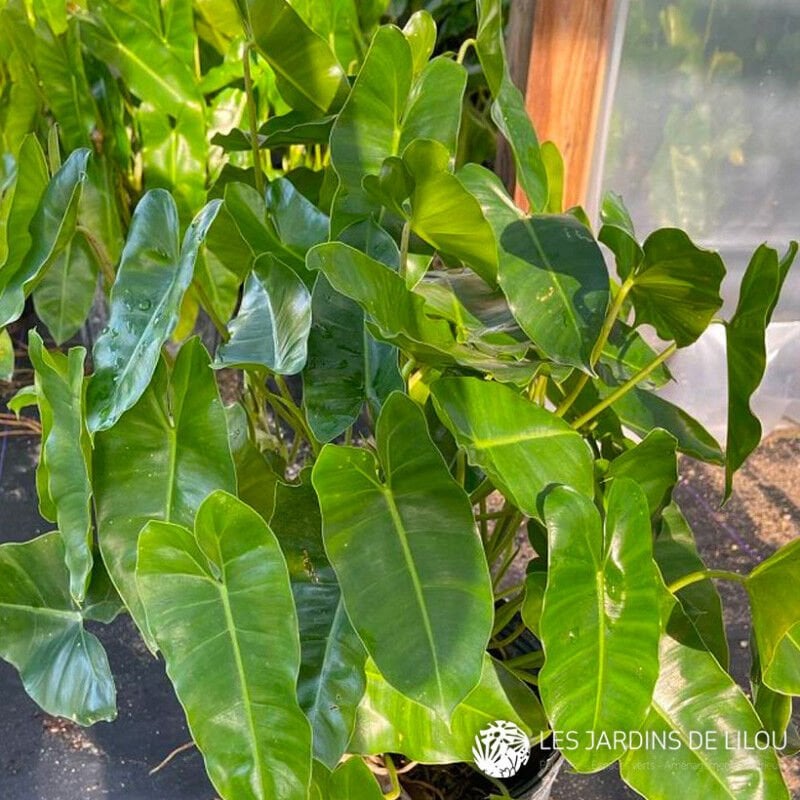 Philodendron burle marxii  ADET ITHAL