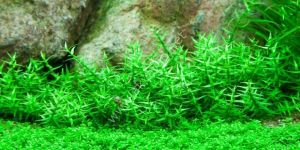 Gratiola viscidula IN VITRO CUP