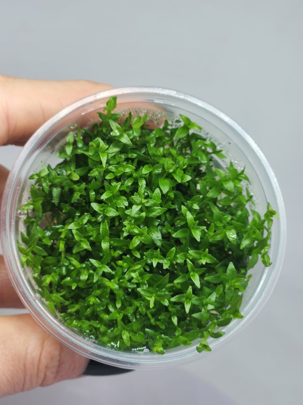 Gratiola viscidula IN VITRO CUP