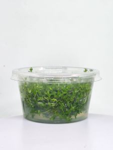 Gratiola viscidula IN VITRO CUP
