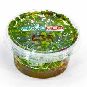 Ludwigia rubin variegated IN VITRO CUP