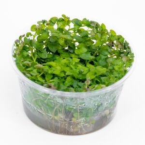 Ludwigia rubin variegated IN VITRO CUP