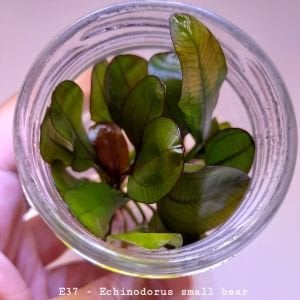 Echinodorus small bear IN VITRO JAR (KAVANOZ)
