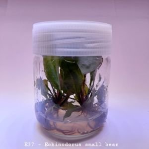 Echinodorus small bear IN VITRO JAR (KAVANOZ)