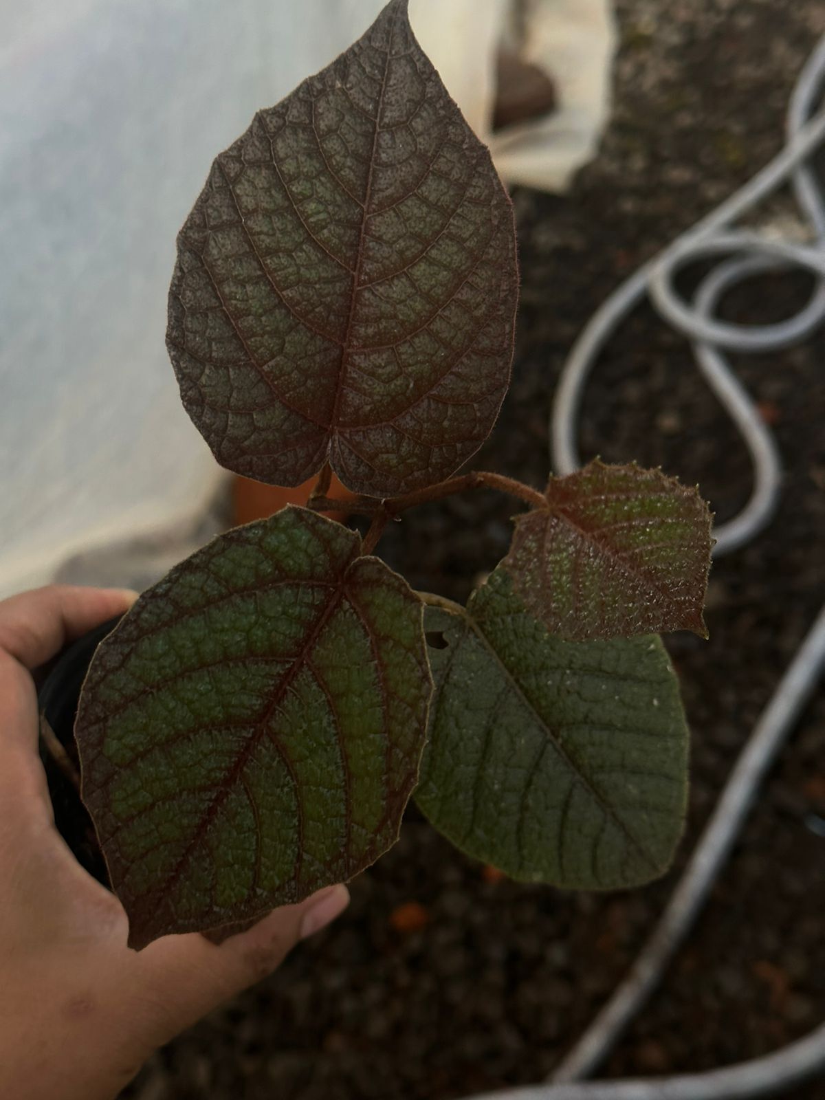 Piper red spider ADET ITHAL