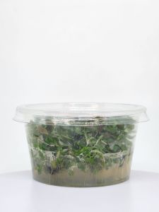 Ludwigia rubin variegated IN VITRO CUP