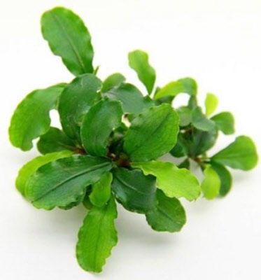 Bucephalandra broad wavy 10X10CM