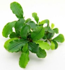 Bucephalandra broad wavy 10X10CM