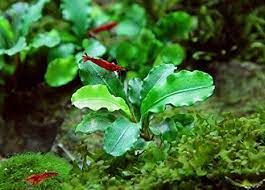 Bucephalandra broad wavy 10X10CM