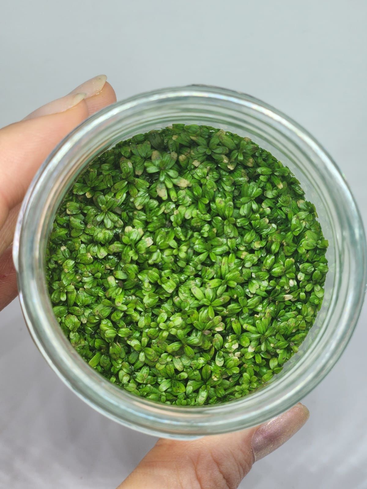 Rotala florida IN VITRO JAR (KAVANOZ)