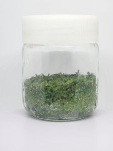 Rotala florida IN VITRO JAR (KAVANOZ)