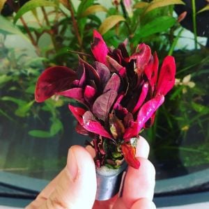 Alternanthera bettzickiana rainbow İTHAL BUKET ÖN SİPARİŞ
