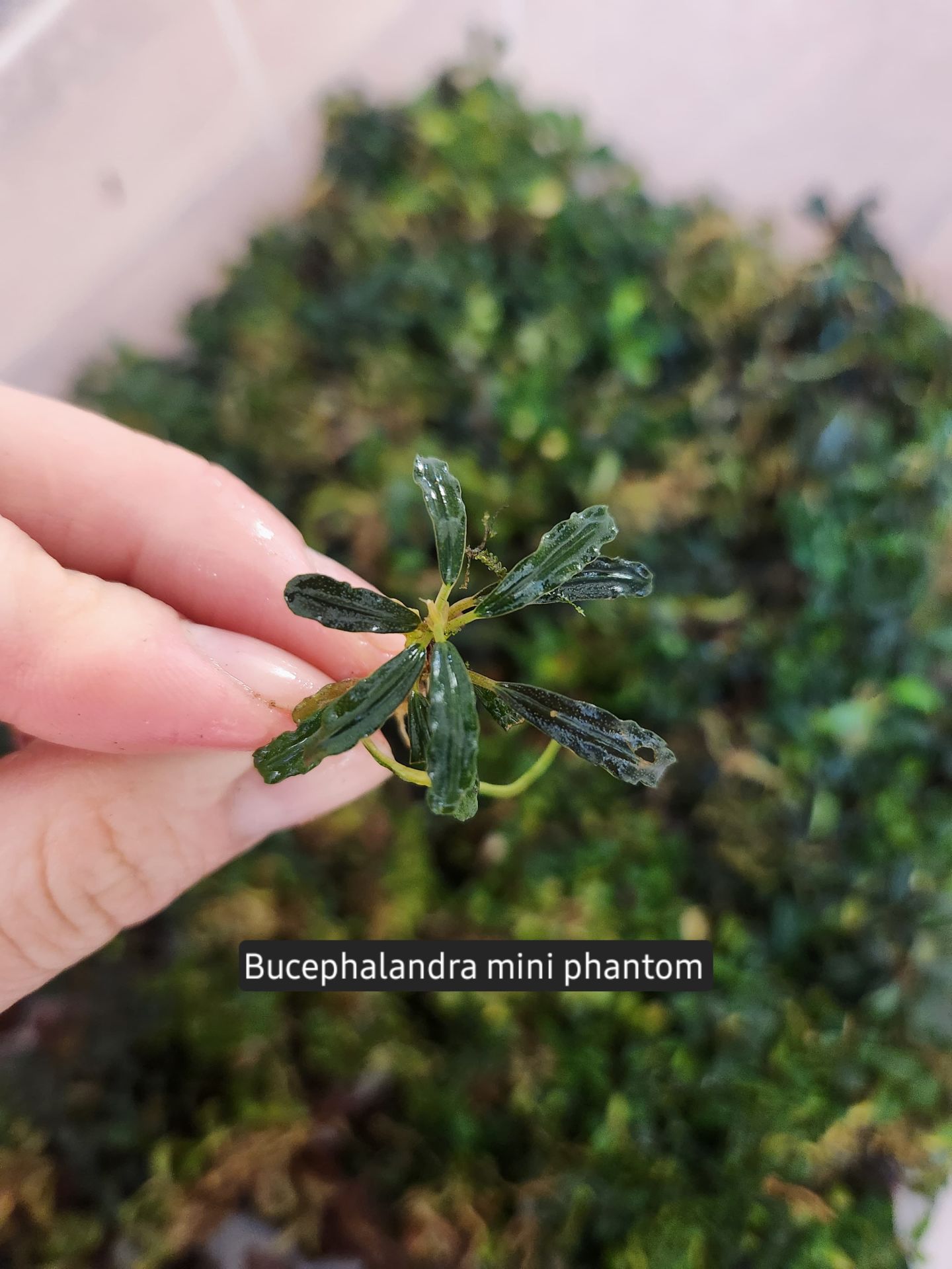 Bucephalandra mini phantom ADET İTHAL