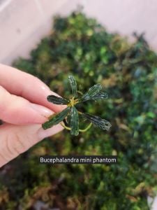 Bucephalandra mini phantom ADET ÖN SİPARİŞ