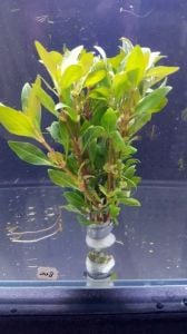 Alternanthera ocipus BUKET