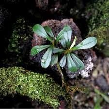 Bucephalandra kapit medium leaf ADET