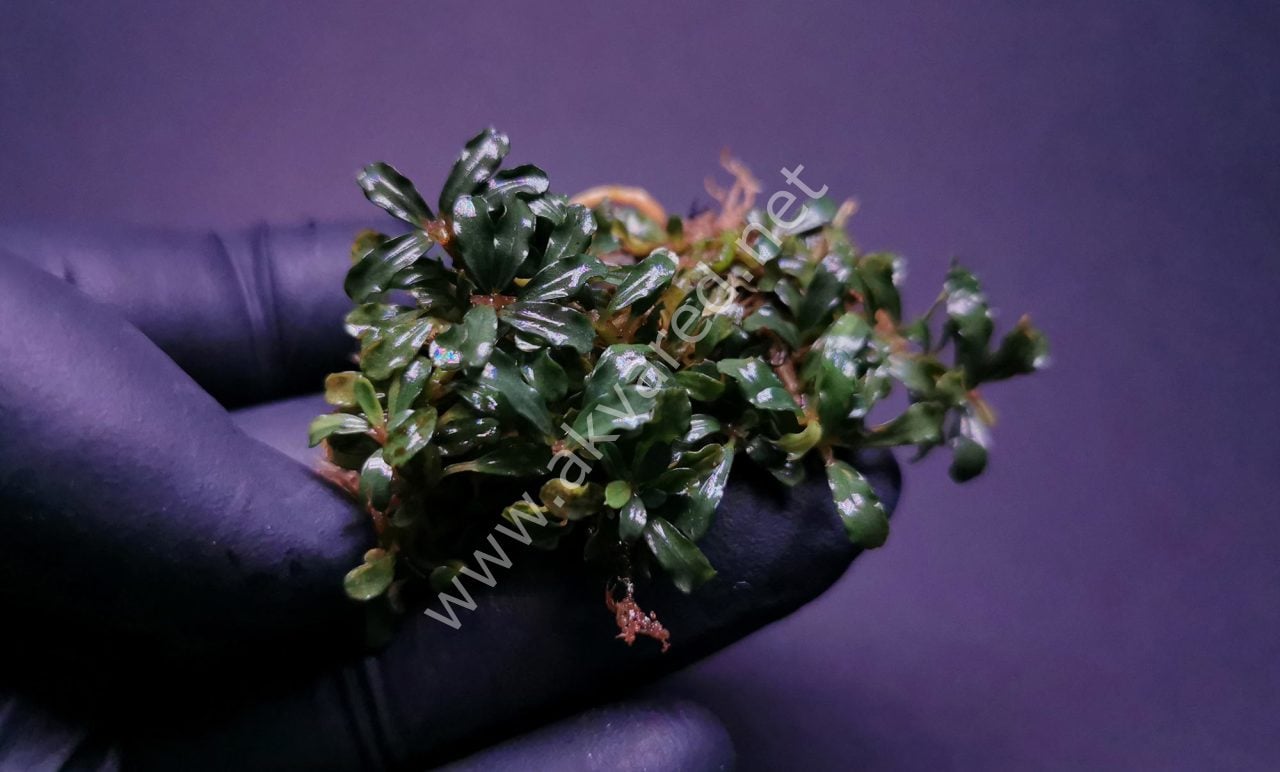 Bucephalandra silver aurora ADET