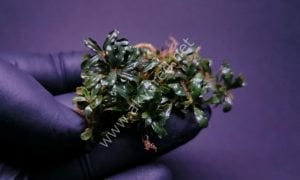 Bucephalandra silver aurora ADET